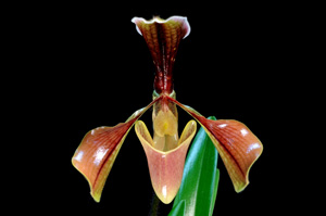 Paphiopedilum villosum var. boxalii Adagio HCC 75